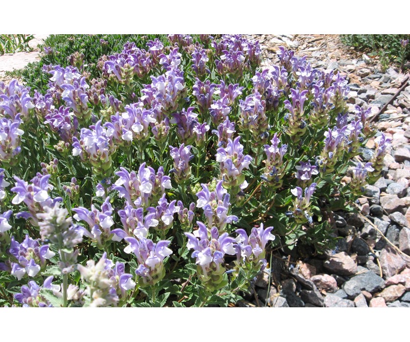 Alpine Skullcap